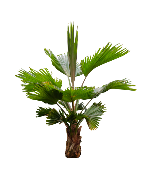 nature tree palm