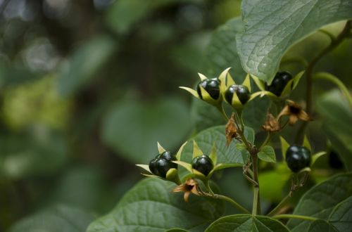 nature leaf outdoors