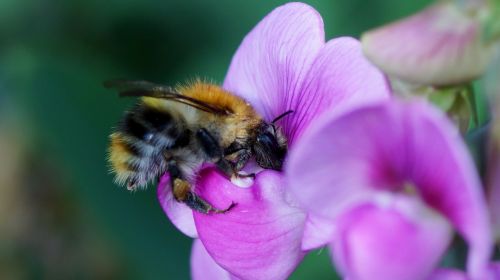 nature flower bee