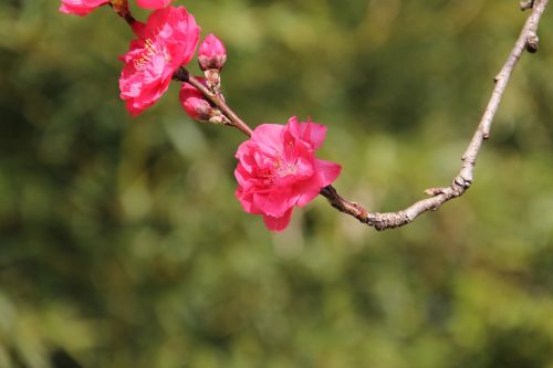 nature flower flora