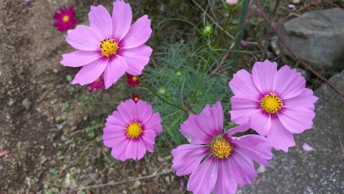 nature summer flower