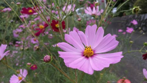 nature flower flora