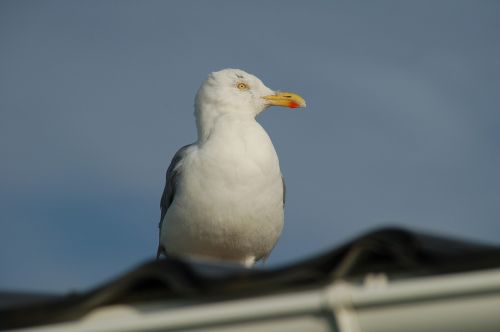 nature birds wildlife