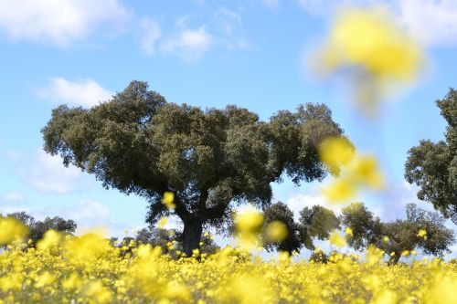 nature field tree