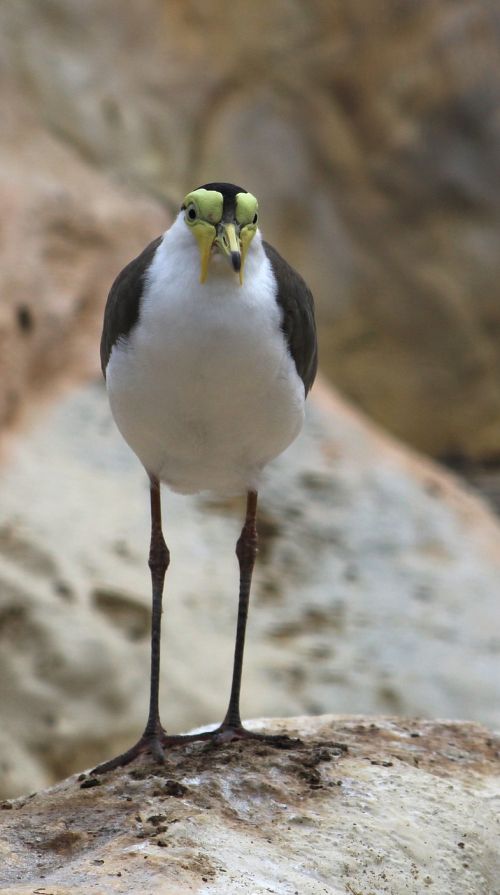 nature wildlife bird