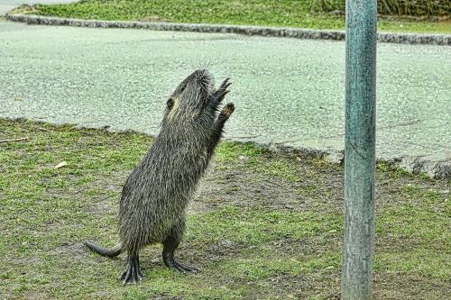 nature nutria mammal