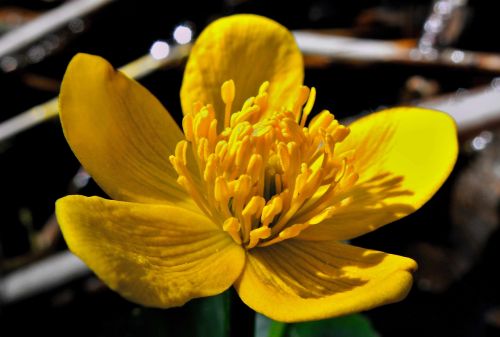 nature flower plant