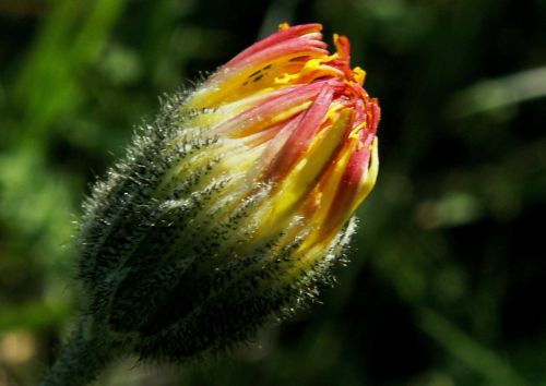 nature flower plant