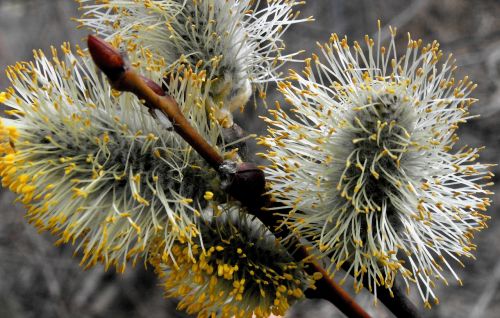 nature plant spring