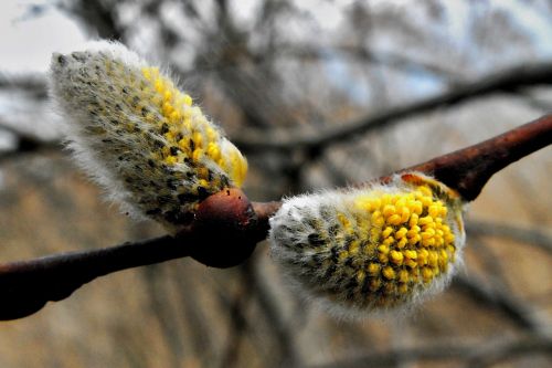 nature tree plant