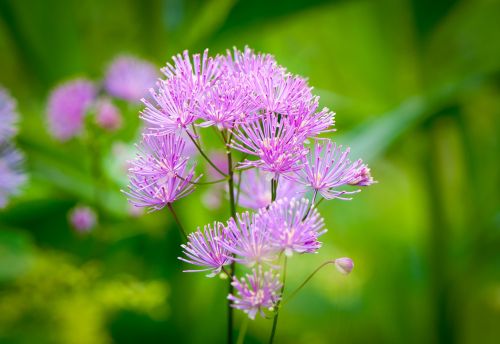 nature plant flower