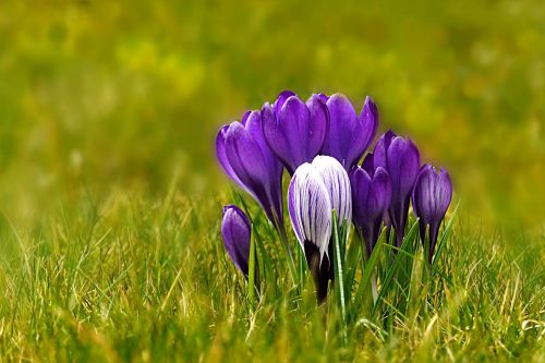 nature plant spring flower