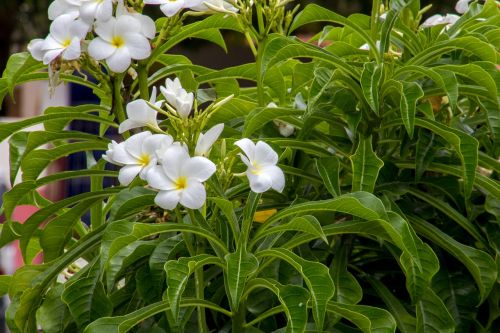 nature flower plant