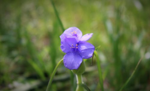 nature flora flower