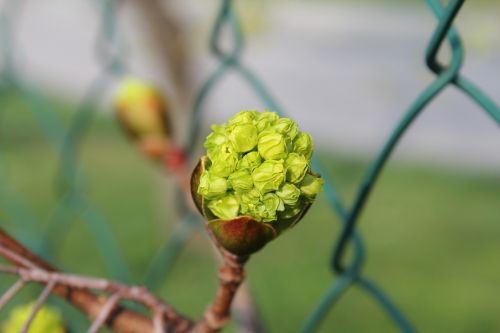 nature plant food