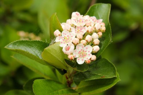 nature leaf plant