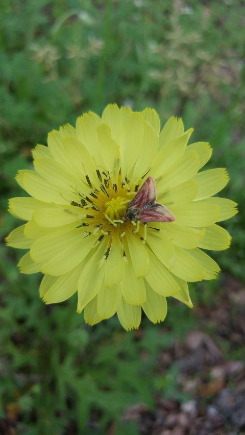 nature flower flora