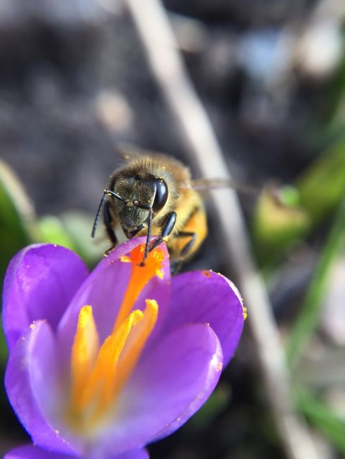 nature insect bee