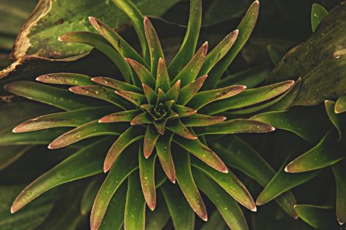 nature plant leaf plants