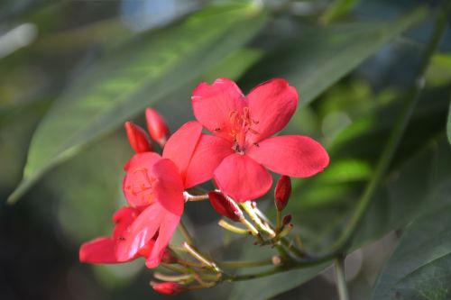 nature flower flora