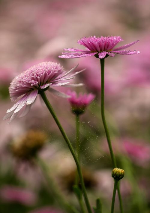 nature flower plant