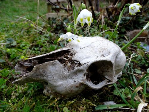 nature wild skull