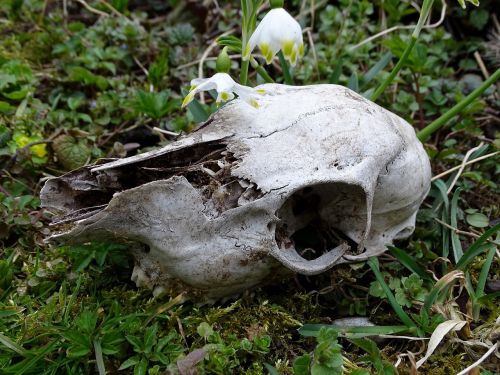 nature wild skull