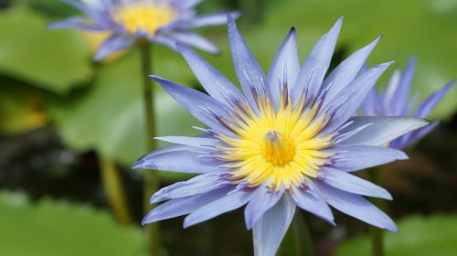 nature plant flower