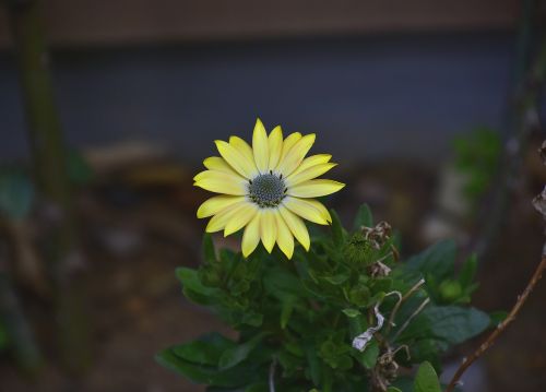 nature plant flower