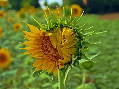 nature summer plant