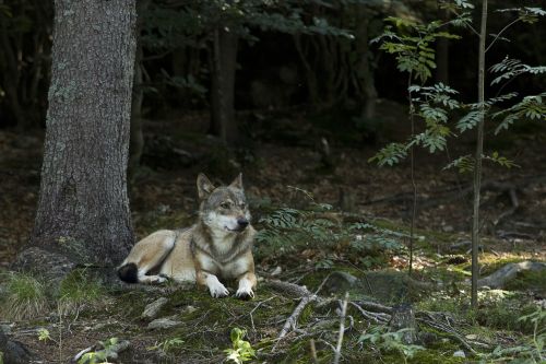 nature wood outdoors