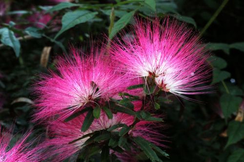 nature flower leaf