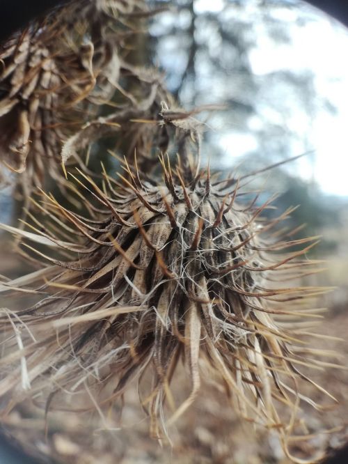 nature dry flora