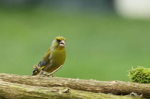 nature fauna bird