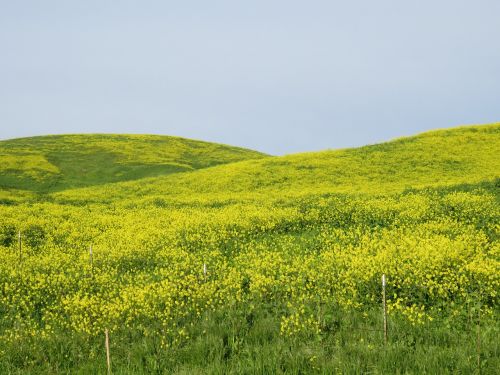 nature field landscape