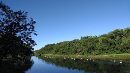 nature tree landscape