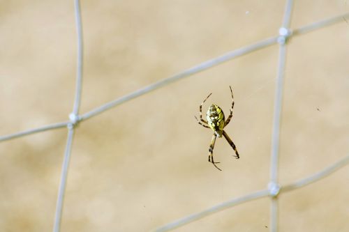 nature outdoors spider