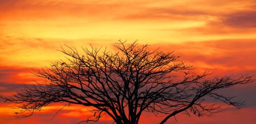 nature sunset tree