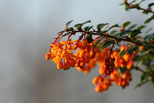 nature tree outdoors