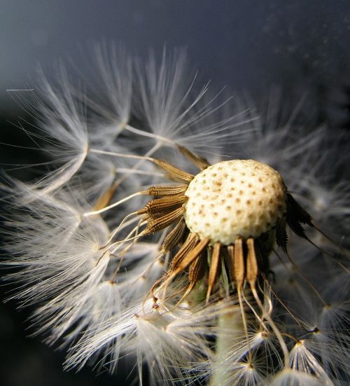 nature dandelion seed
