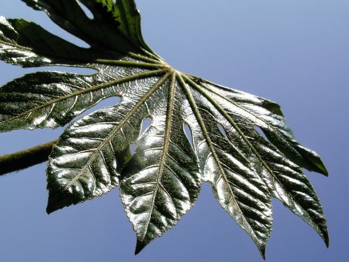 nature leaf flora