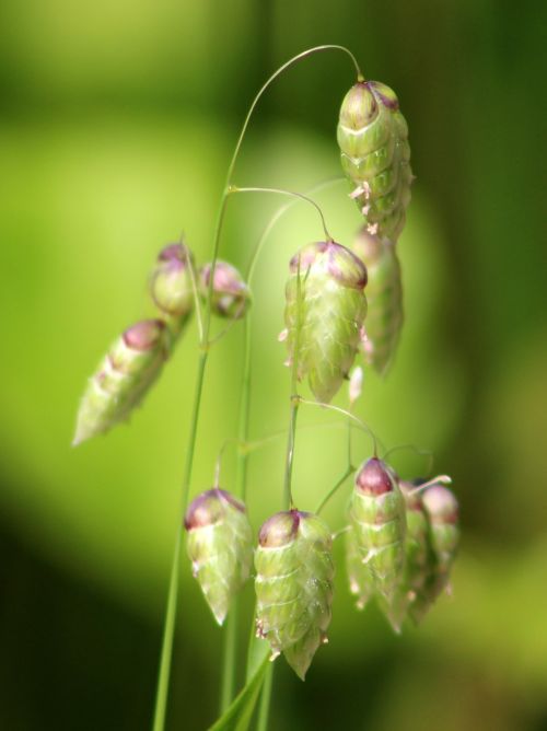 nature insect flora