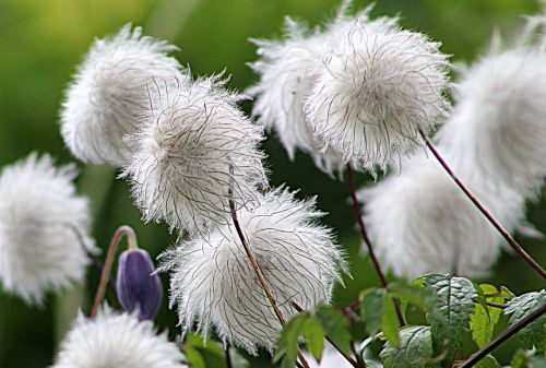 nature flower flora