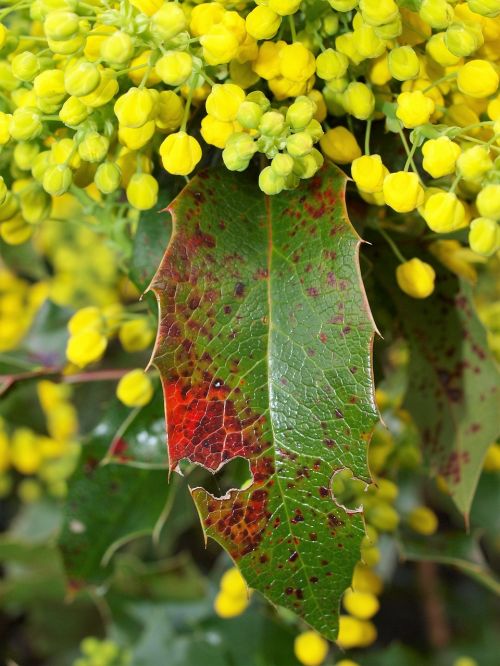 nature flora leaf