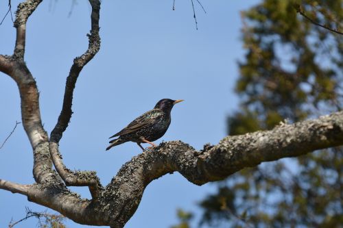 nature tree birds