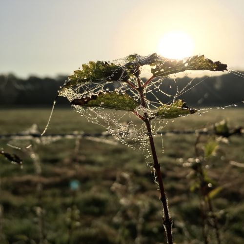 nature stinging nettle sun