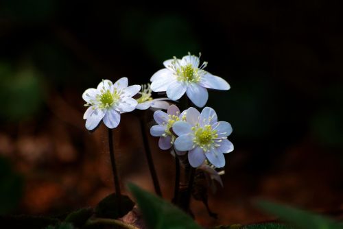 nature flowers plants