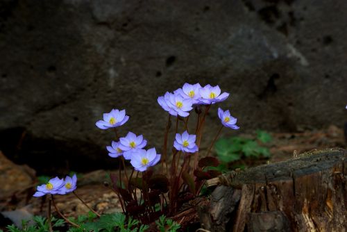 nature flowers plants