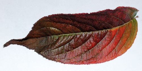 nature color leaf