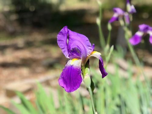 nature plant flower